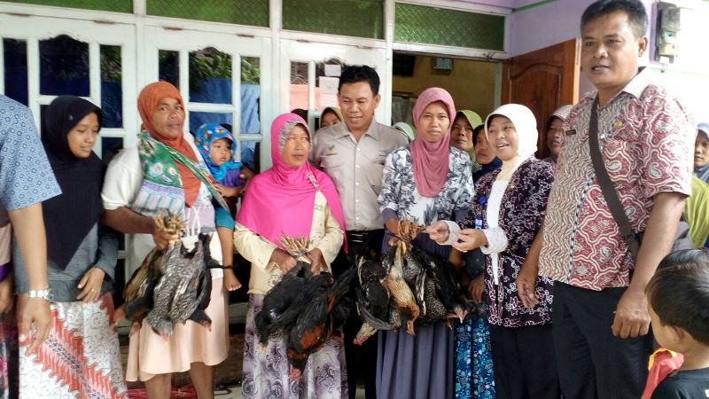Ribuan Ayam Bantuan di Brebes Mati