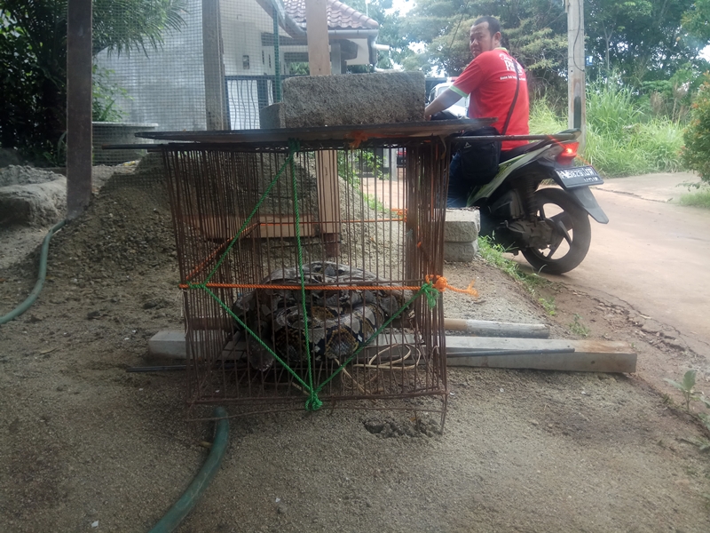 Sanca dan Piton Gegerkan Warga Depok