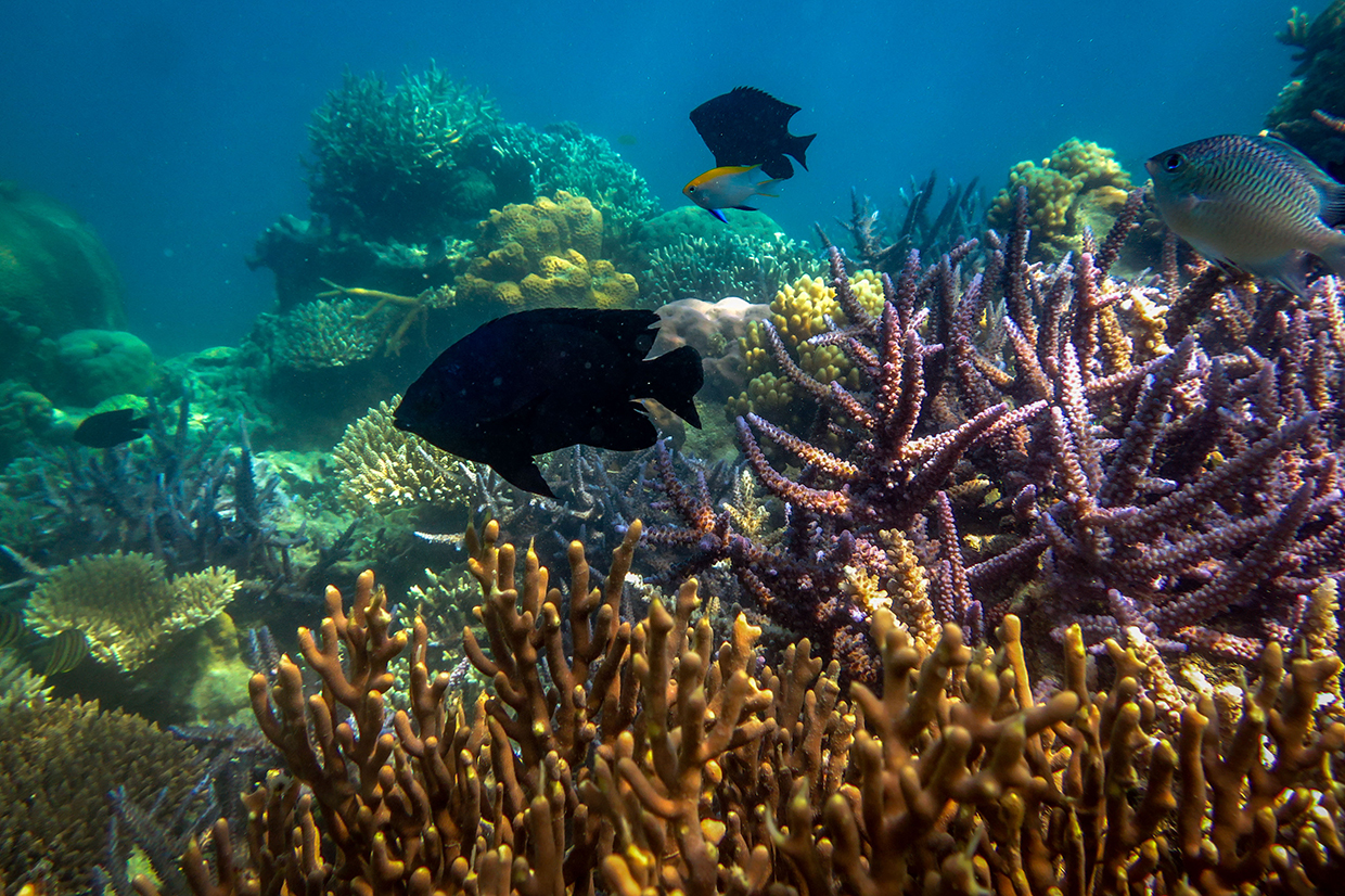 Melihat Pesona Karimunjawa