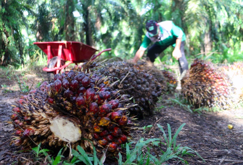 Industri Sawit Dinilai Bantu Pengurangan Kemiskinan Indonesia