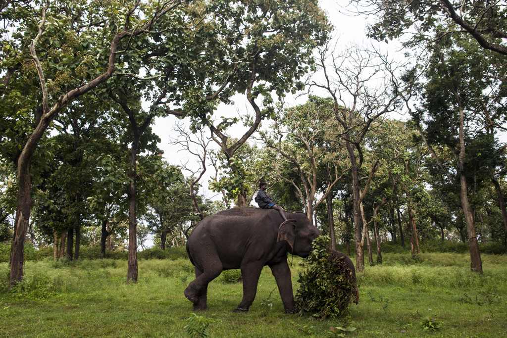 India Resmikan Rumah Sakit Khusus Gajah