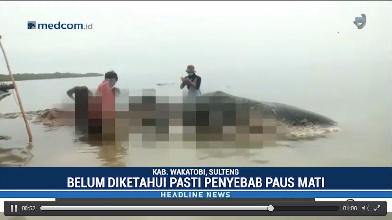5,9 Kg Sampah Plastik Ditemukan di Perut Ikan Paus Terdampar