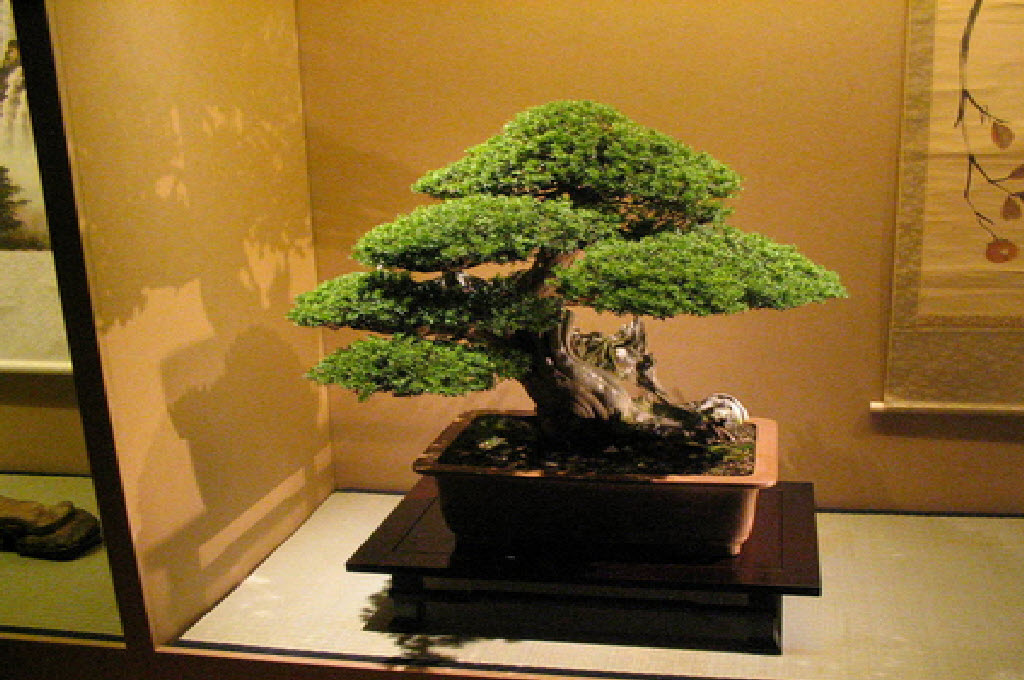 Ratusan Bonsai Akan Hijaukan Taman Surya Surabaya