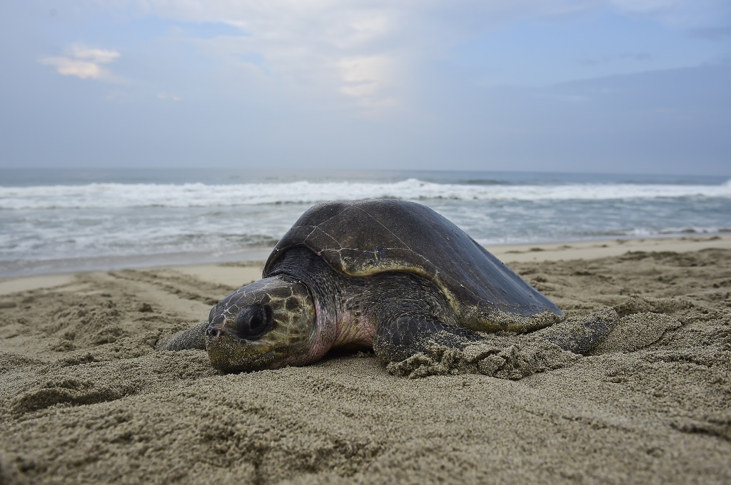 Ratusan Penyu Beku Terdampar di Pantai AS