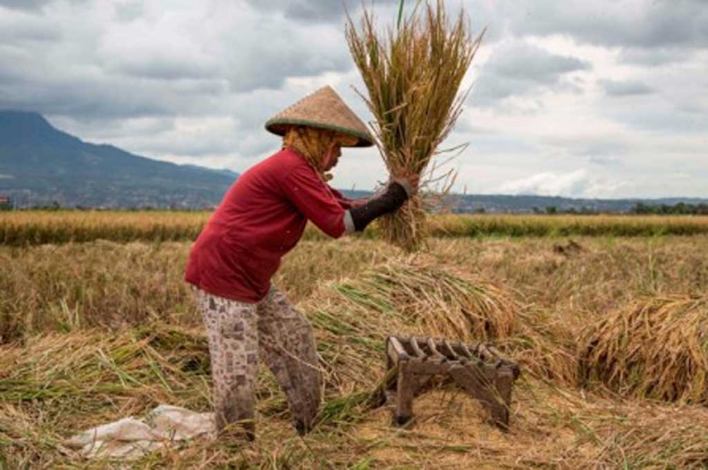 Petani dan Peternak Sapi pun Butuh Asuransi Pertanian