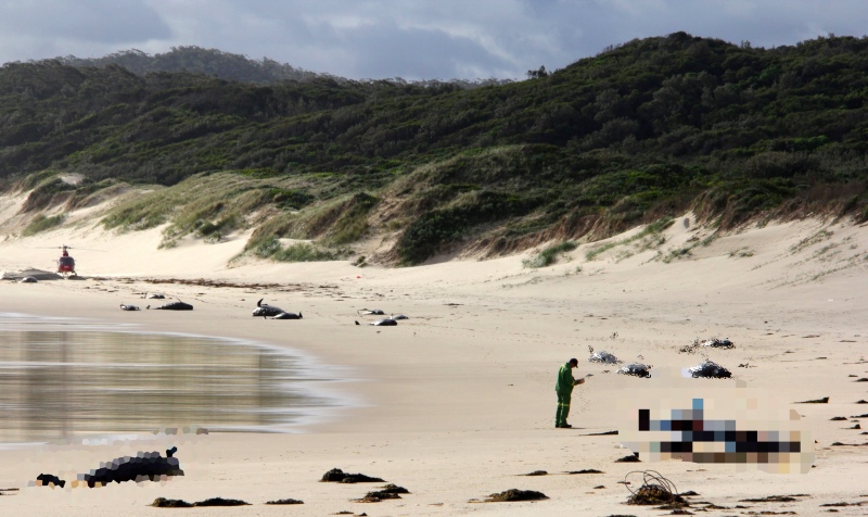 28 Paus Ditemukan Mati di Pantai Australia