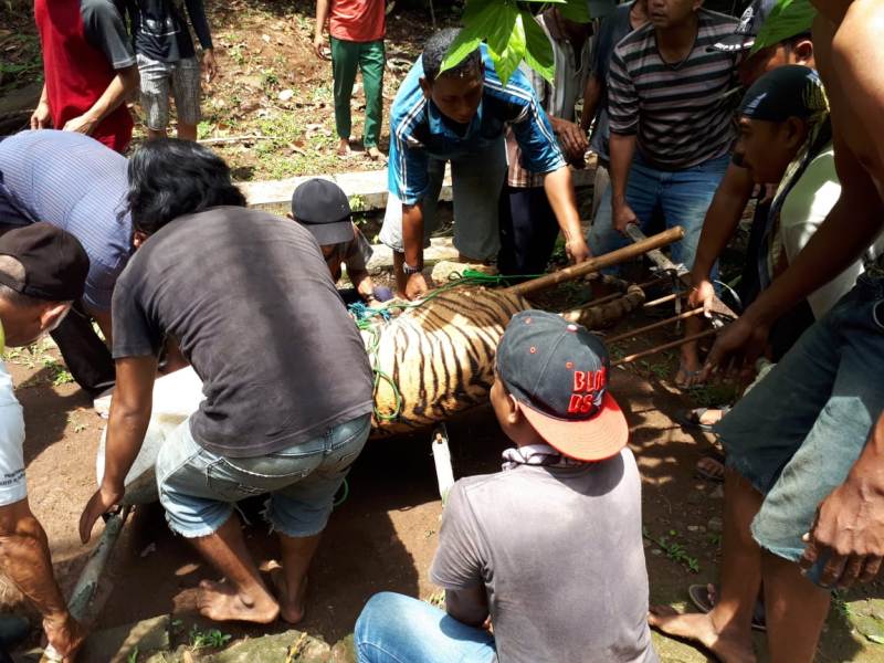 Dua Harimau di Kebun Binatang Semarang Sempat Lepas