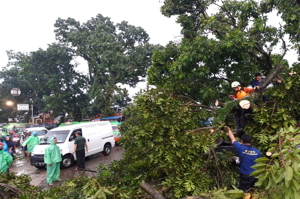 Pohon Bertumbangan di Bogor Selatan