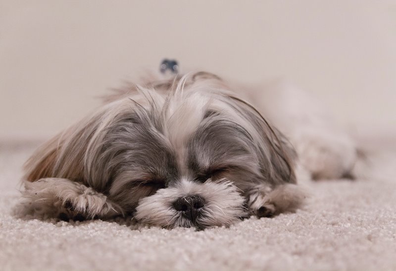 tidur