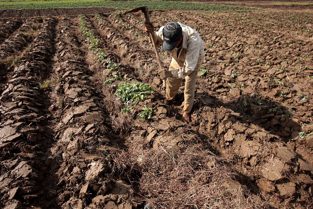 Lahan Tidur Bisa Dimanfaatkan Untuk Produksi Ubi Jalar