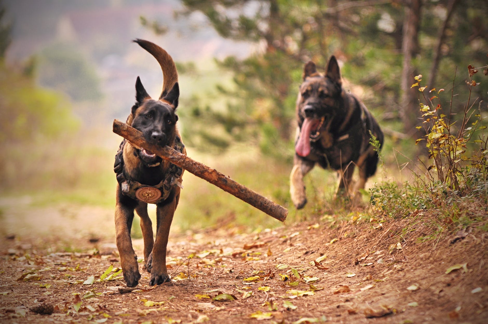 Malinois Belgia Adalah Anjing Cantik Yang Memiliki Karakter Yang