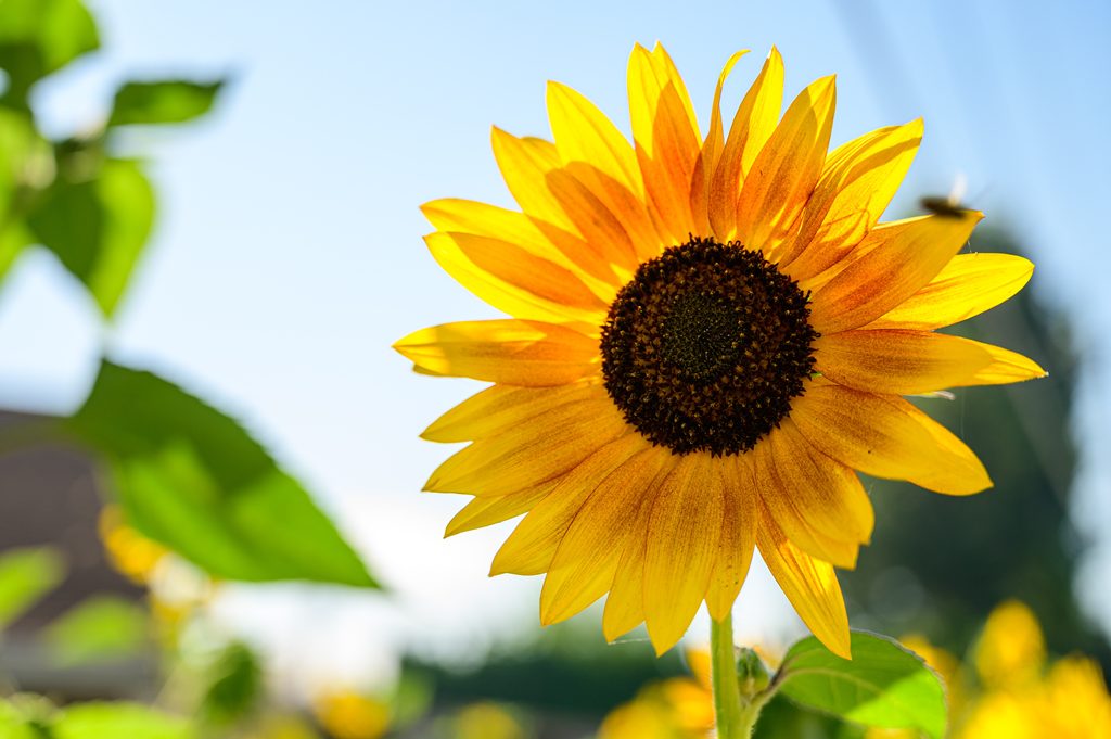 Manfaat Yang Didapat Dari Biji Bunga Matahari