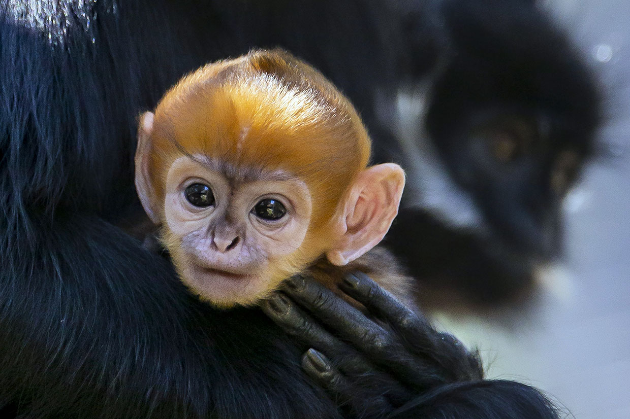 Monyet Langka Lahir Di Kebun Binatang Australia
