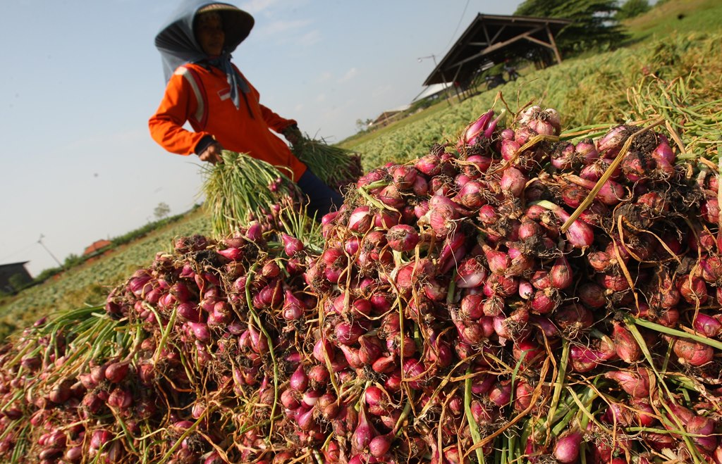 Benih Bawang TSS Disebut Lebih Produktif