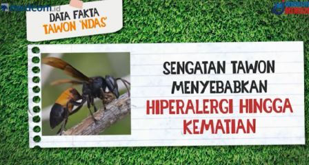 Pakar: Fenomena Tawon Sengat Manusia Karena Habitat Terganggu