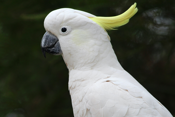 10 Jenis Burung Ini Cocok Jadi Peliharaan Keluarga Medcom Id