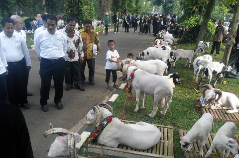 usaha ternak kambing garut