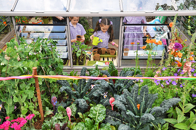 Budi Daya Tanaman Kelor Bisa Jadi Alternatif Usaha Umkm