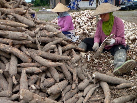 Alasan Produksi Singkong Di Kalteng Sangat Potensial