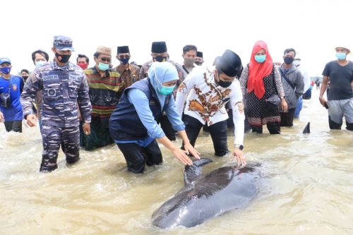 Terperangkap Di Sungai Thames London Ikan Paus Ini Akhirnya Di Eutanasia Okezone News