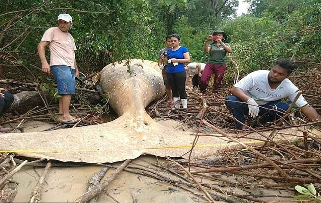 Ikan Paus Ditemukan Mati di Hutan, Ilmuwan Kebingungan