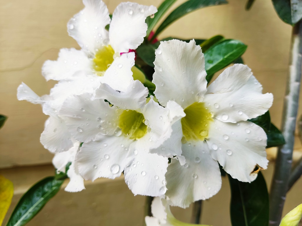 Review Poco X3 Pro, Spesifikasi Flagship di Harga Mid-Range Terbaik