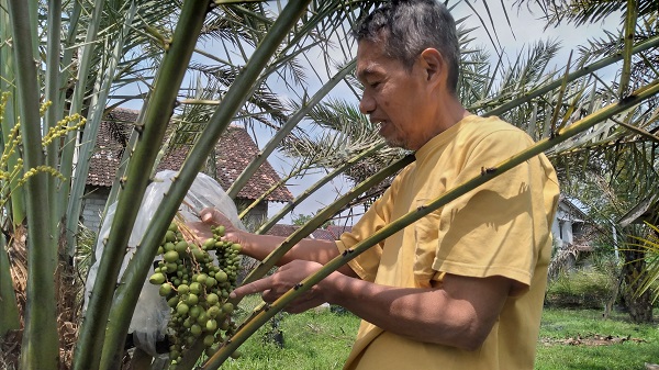 Kisah Warga Berbah Sleman Miliki Kebun Kurma dan Hasilkan Kurma Lokal