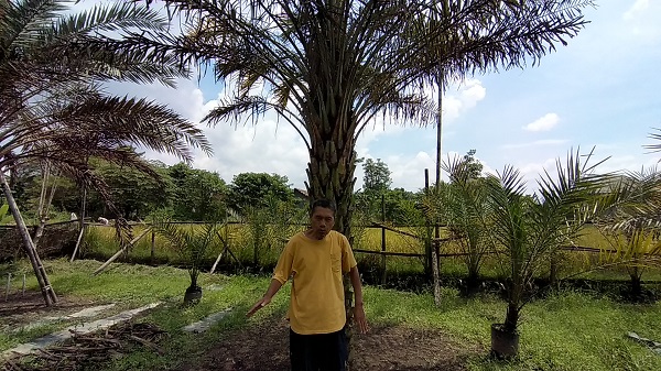 Kisah Warga Berbah Sleman Miliki Kebun Kurma dan Hasilkan Kurma Lokal