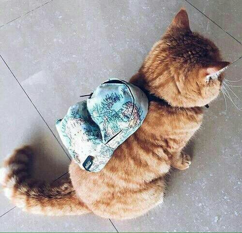 Hati-Hati, Cakaran Kucing Dapat Menimbulkan Penyakit