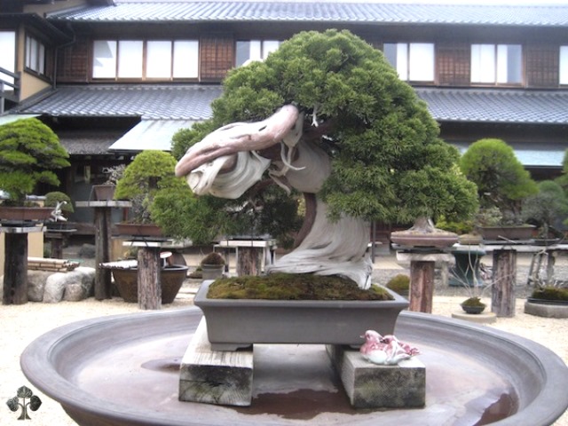 cara merawat bonsai