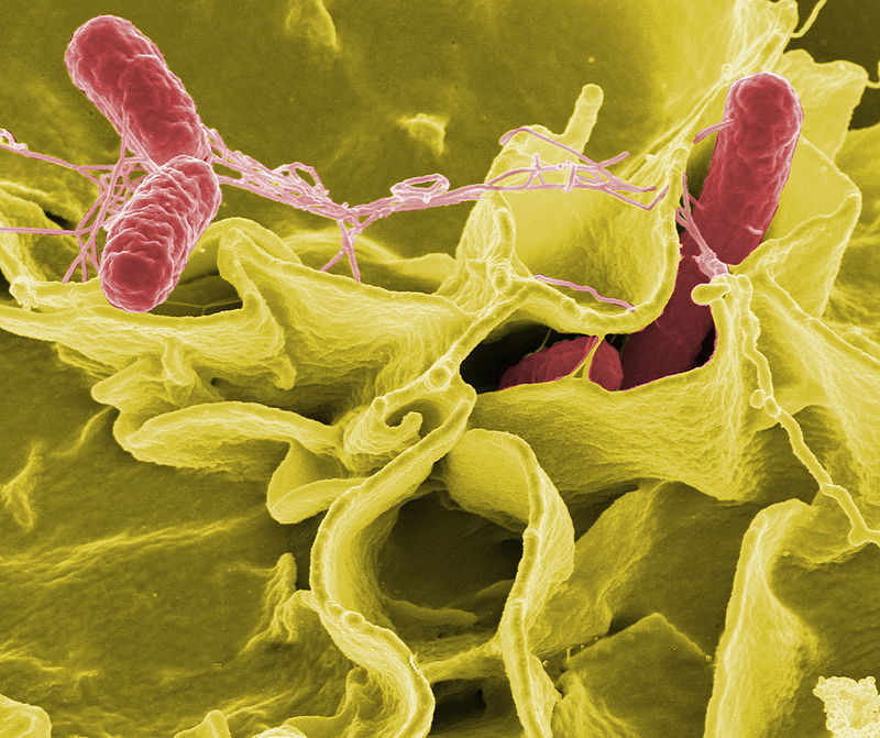 Infeksi Salmonella yang ringan biasanya sembuh dalam 5–7 hari. Wikimedia Commons