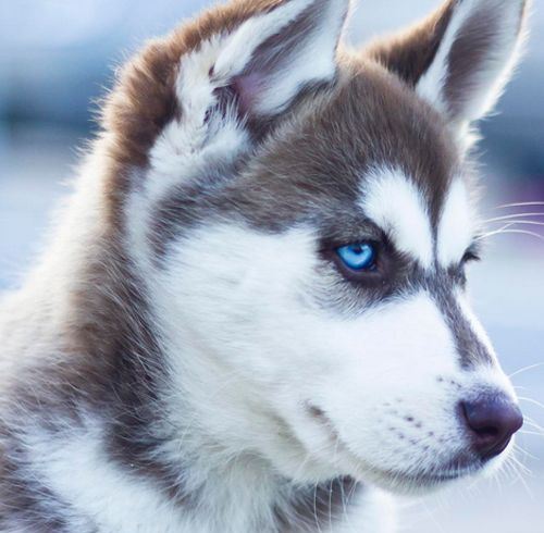 Sejarah Kecenderungan Pit Bull yang Terkenal