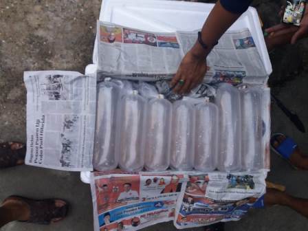 Lanal Dumai Gagalkan Penyelundupan Baby Lobster Seharga Rp1,5 Miliar