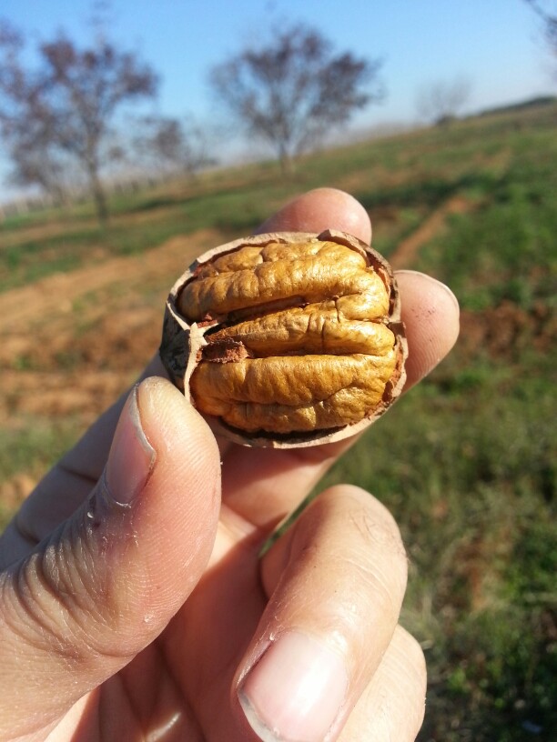 Kacang, Obat yang Baik untuk Penderita Kanker Usus
