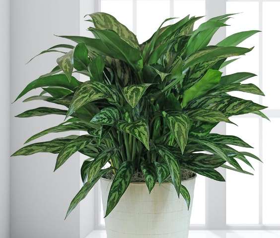 tanaman yang baik di kamar tidur