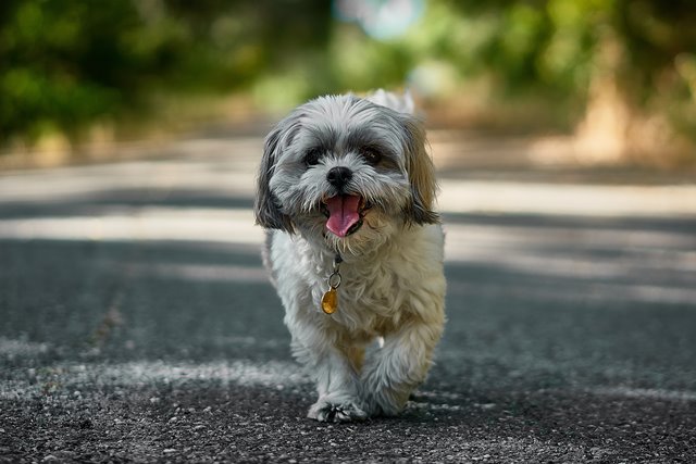Jangan Lakukan 5 Hal Ini pada Anjing Anda