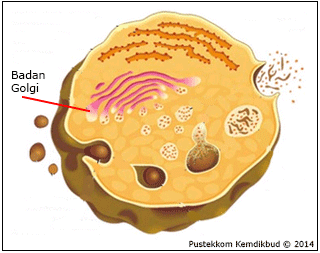 Badan golgi Foto: sumber rumah belajar Kemendikbud