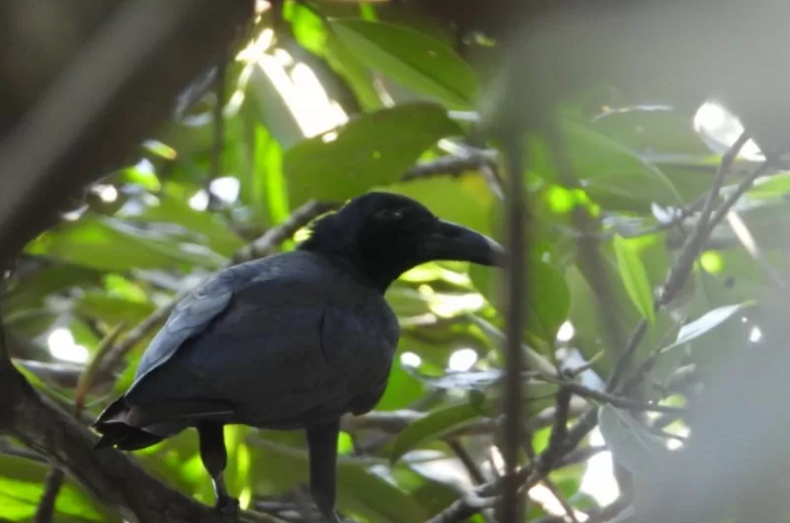 Burung Gagak Banggai. Foto Antara LSM Komiu