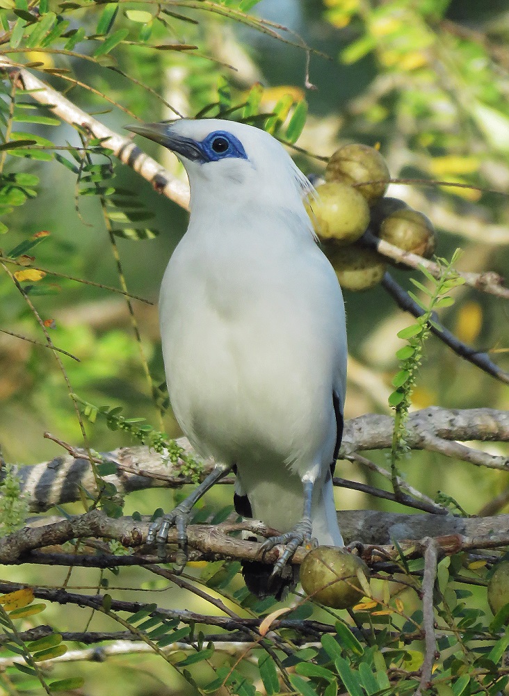 Burung Jalak Bali. Wikipedia