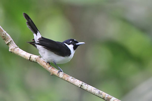 Burung Kehicap. omkicau
