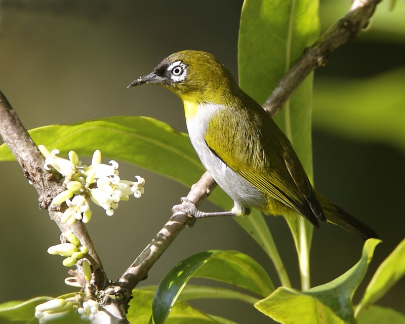 Burung Pleci. Wikipedia.