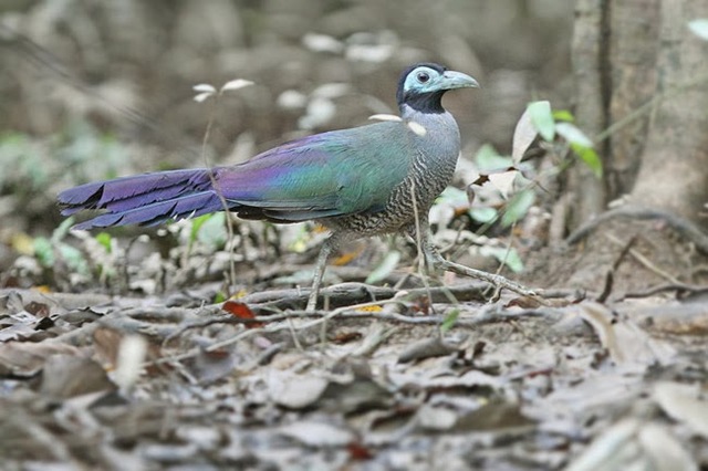 Burung Tokhtor Sumatera. Foto Nusapedia