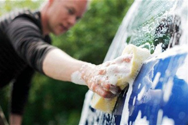 Parkir Mobil di Bawah Pohon? Waspada Getah dan Kotoran Burung