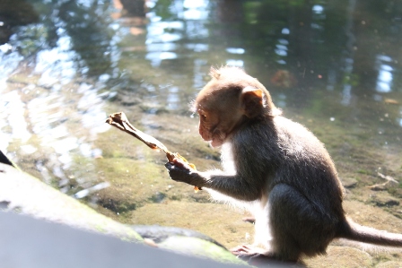 Tujuan Wisata yang Wajib Dikunjungi di Kota Bawang