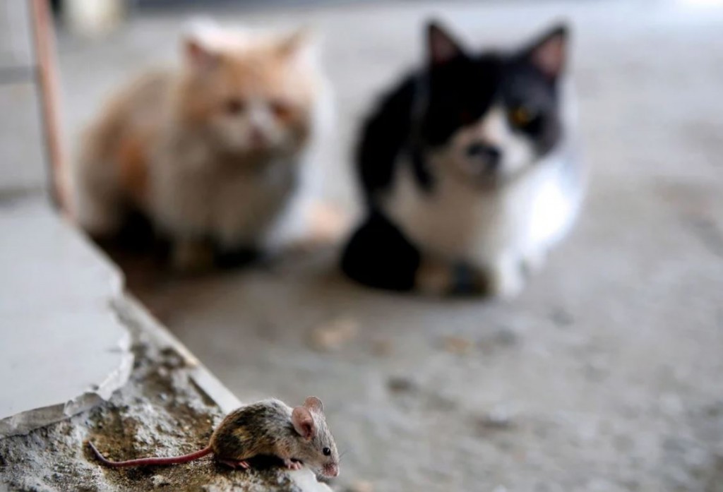 Cara ampuh mengusir tikus dari rumah dengan menggunakan kucing