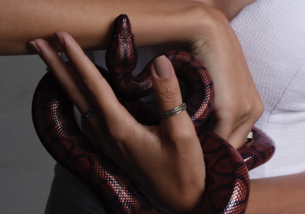 Cara mengatasi ular kobra di dalam rumah. Pexels