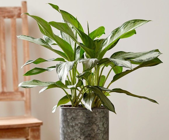 tanaman hias yang menyejukkan ruangan