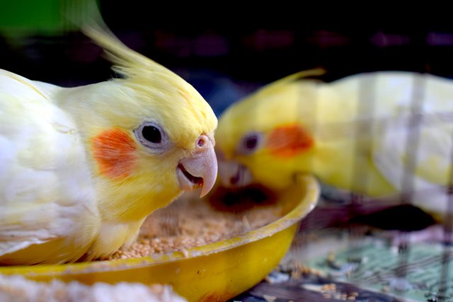 5 Burung yang Tepat untuk Peliharaan Keluarga