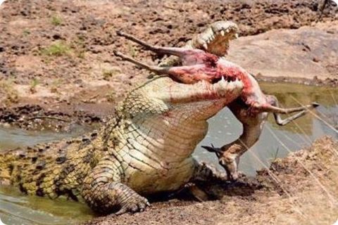 10 Satwa Laut Paling Berbahaya di Dunia