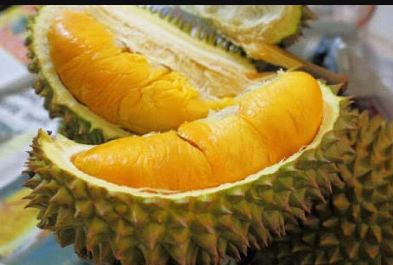 Durian Ripto 